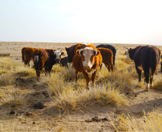 Монгол орны нийт нутгийн 60 гаруй хувьд бэлчээрийн ургамал цухуйгаагүй байна